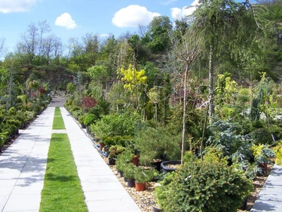 Prodej okrasných rostlin Brno