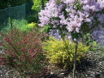 Šeřík s čilimníky