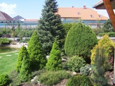 Skupina jehličnanů