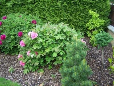 Zahradní architekt Brno